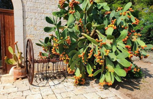 Masseria Agrituristica Lama San Giorgio - Foto 4