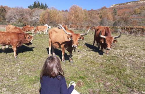 O Busto Aldea Rural - Foto 38