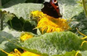 Ferientraum-am-Rothaarsteig - Foto 25