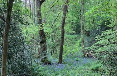 Quirky Barn Conversion Crowhurst Battle - Foto 25