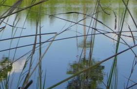 Forest Lake House - Foto 41