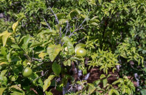 Villa Oasis with Large Pool Athenian Riviera Lagonissi - Foto 21