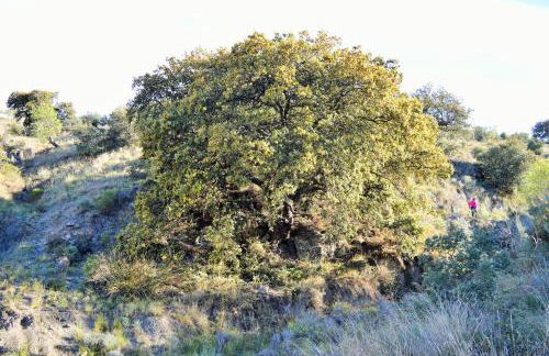 Cortijo Claudia - Foto 49