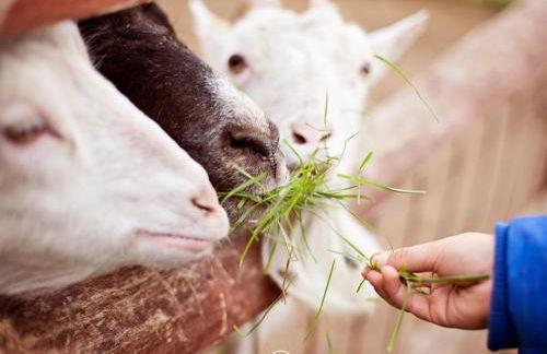 Waldklang - Refugio - Hund - Zaun - Smart - Foto 46