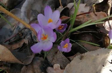 Magnifique lodge dans la forêt de Fontainebleau - Foto 5