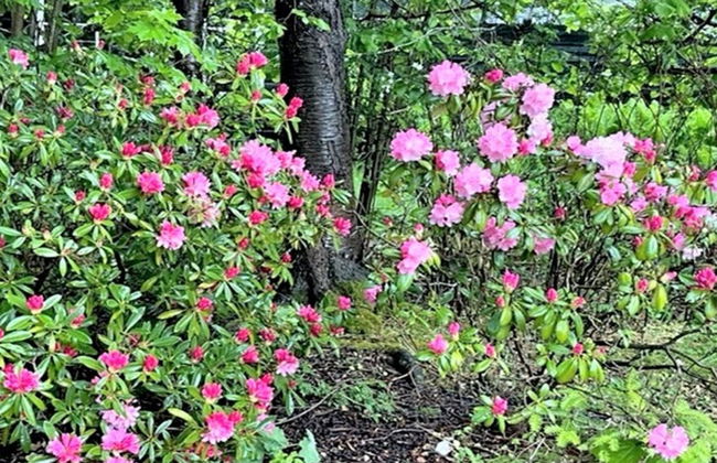 "Åsemarie" - 600m from the sea - Foto 3