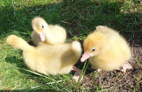 Siedlisko Pili Pili - Foto 19