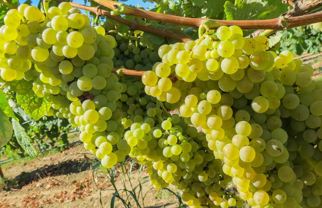 Casa Lata - Wine & Tourism - Photo 60