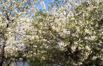 Wikno 3 Woda i Las - Foto 20