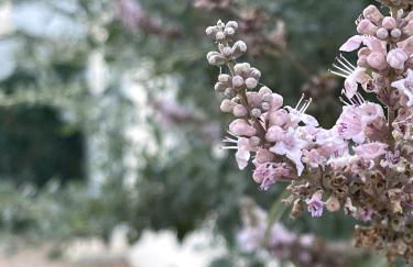 Le Parc des Mimosas - Foto 38