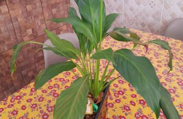 ESTÚDIO "Coisa de Daiane" - Foto 8