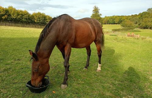 The Stables at Eriviat Hall - Foto 65