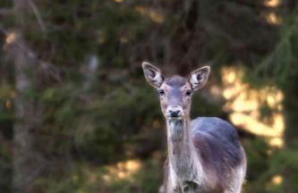 IBibiena - CASA NATALE BERNARDO TANUCCI - Foto 30