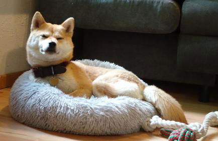 Ferienhaus Gädda - Foto 21