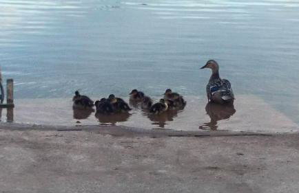 Apartments Bogunovic - Foto 20