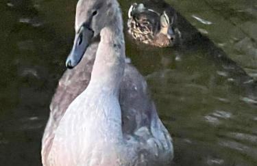 Apartament Ptasie Radio - Foto 27