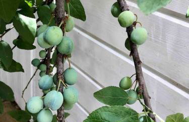 BEACH HOUSE DE CHARME A MESSANGES. LA MAISON BLEUE - Photo 24