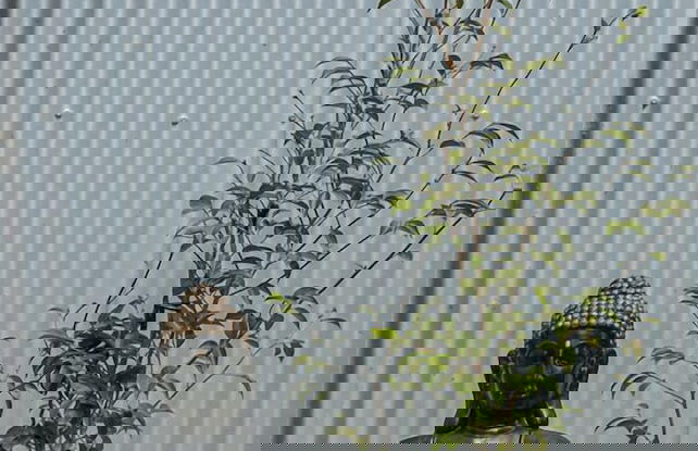 The House of Hazel - Photo 30