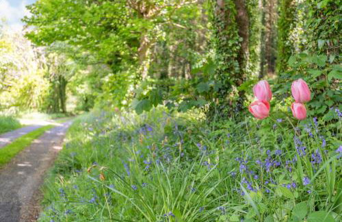 Bluebell Cottage - Foto 31