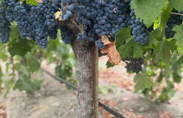 Serene Vineyard•Deck, Pickleball, Views~ Near Town - Foto 28