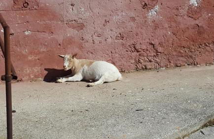 Villa Mainardi Agriturismo - Foto 24