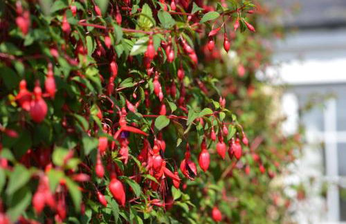 Bumble Bee Cottage - Foto 24