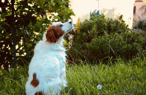 Agriturismo San Michele di Danio Giovanni - Foto 16