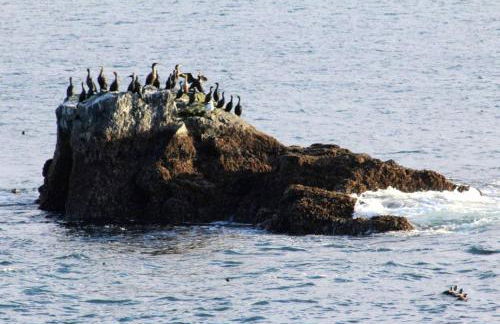 Coastal Camping Cabin with Wood-Burning Stove on Whale Island, Alaska - Foto 14