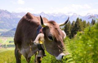 Berger Wohlfühloase - Foto 25