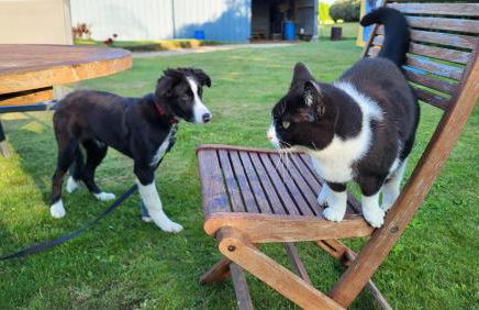 Gîte Paimpol Le Poullou - Photo 51