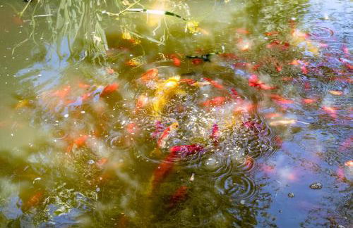 Le Clos du Verger - Foto 10