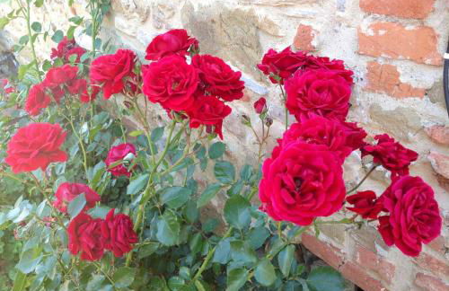 Agriturismo Prato Barone - Foto 14