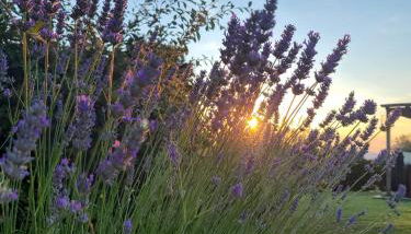 Podere Piana - Foto 4, Garden