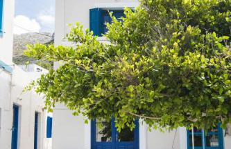 Finiki Studios - Photo 12