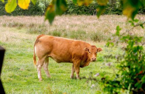 3 Black Horse Cottages - Foto 27