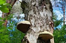 Leśniczówka Zielone Zakole - Foto 62