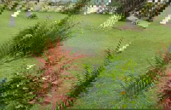 Apartamento Boiçucanga Flat - Foto 18