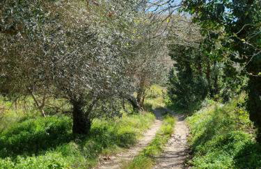 Mesavlia Traditional Stone House - Photo 42