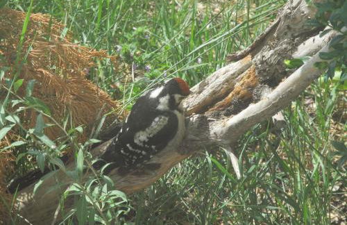 zum Wiesengrund im Oderbruch - Foto 21