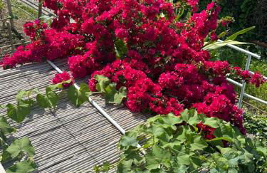 Capri Joy Apartments - Foto 27