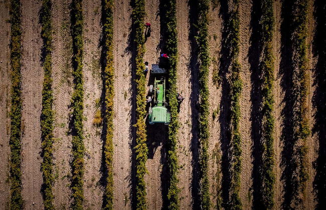 Visita alle cantine Olimarum - Foto 3