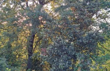 casa con bosco e vista mare - Foto 37