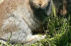 Blisko Lasu - Foto 69