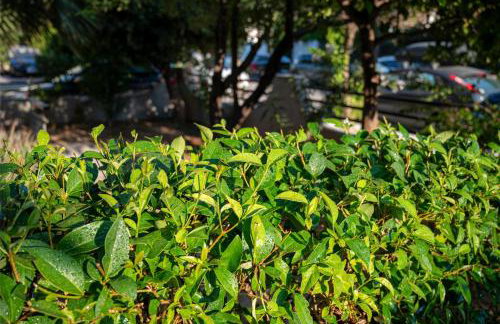 Peacock's Apartments - Foto 34