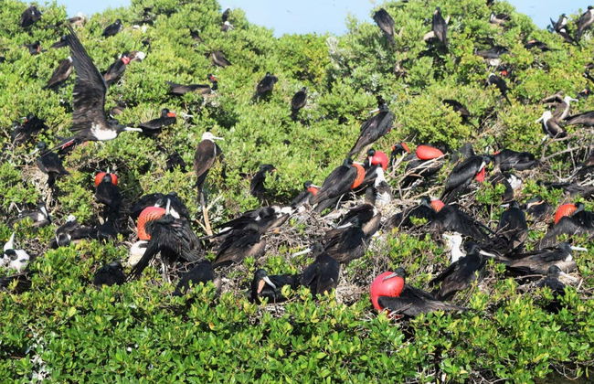 Day Trip to the Island of Barbuda - Photo 2