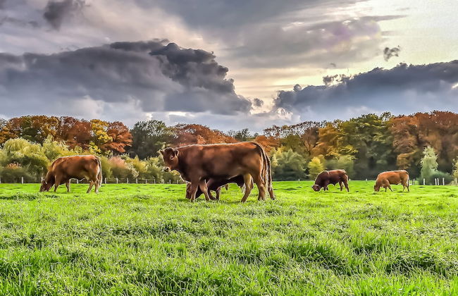 Wellness Lodge With Sauna and Wonderful Views - Foto 61