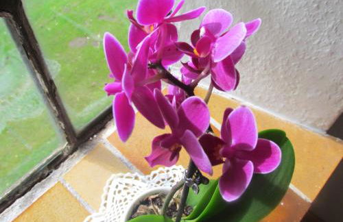 Historischer Davidshof - Mit dem Rad die Nordseehalbinsel erkunden - Foto 13