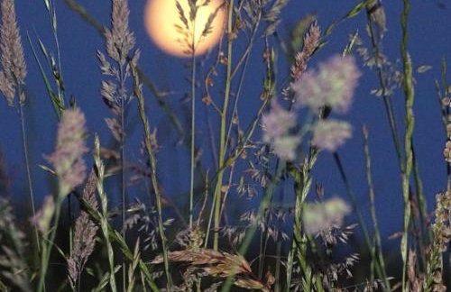 Lavender cottage - Foto 15