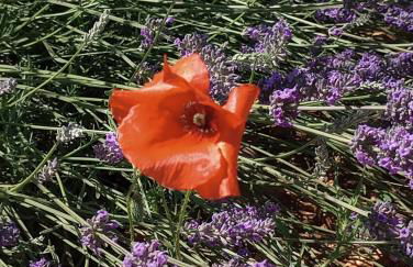 Entre Vignes & Piano "Symphonie" studio 4 personnes - Foto 45