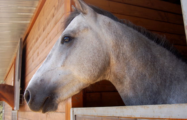 Il Giardino del sole - Foto 25